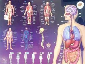 پوستر آناتومی بدن انسان